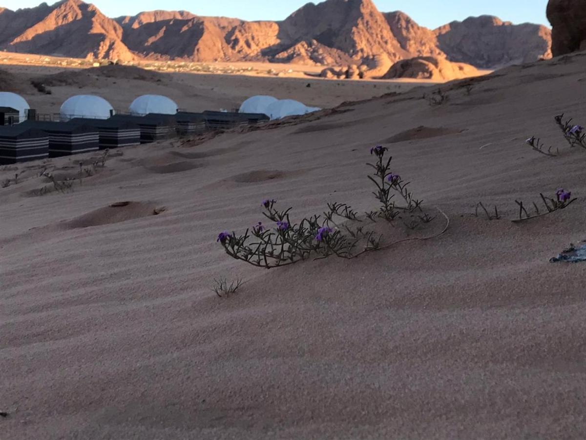 Oryx Camp Hotel Wadi Rum Exterior foto